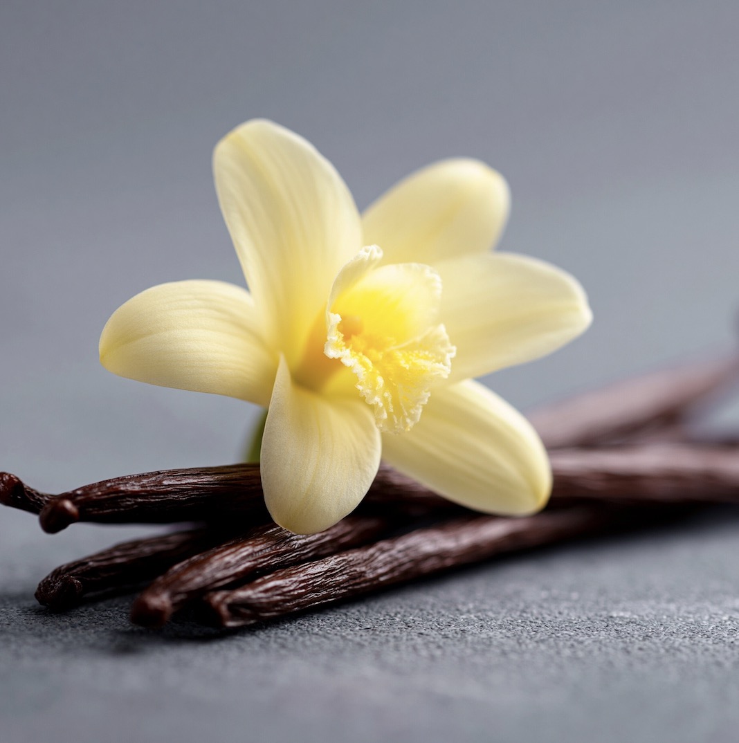 Vanilla orchid flower resting on cured vanilla beans