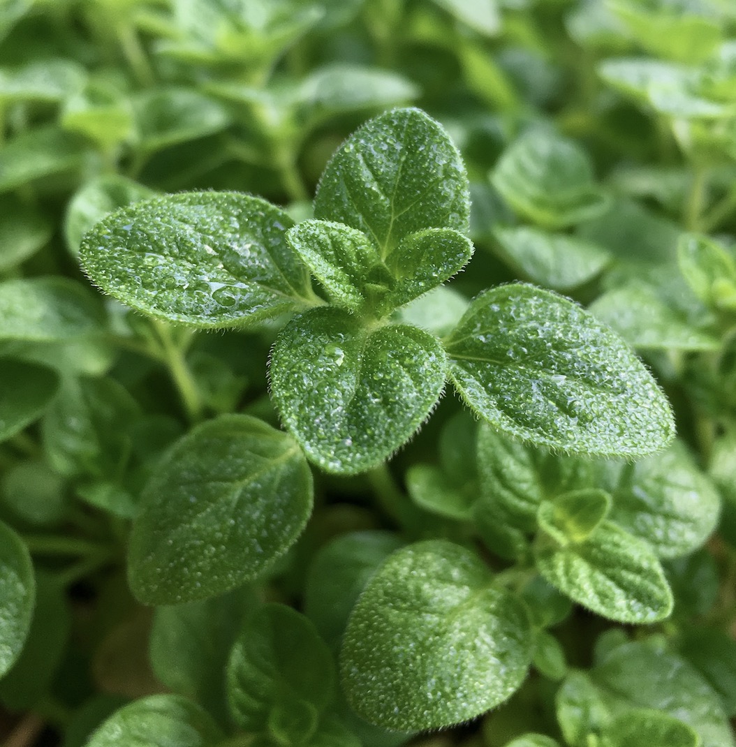 Dew-covered oregano leaves growing close together