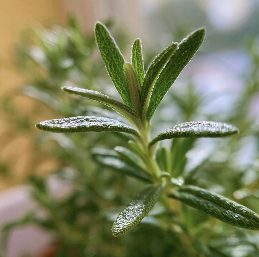 Fresh rosemary sprig with dew on the needles